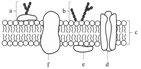 Schematische Zellmembran mit Lipiddoppelschicht, integralen und peripheren Proteinen und markierten Komponenten a–f